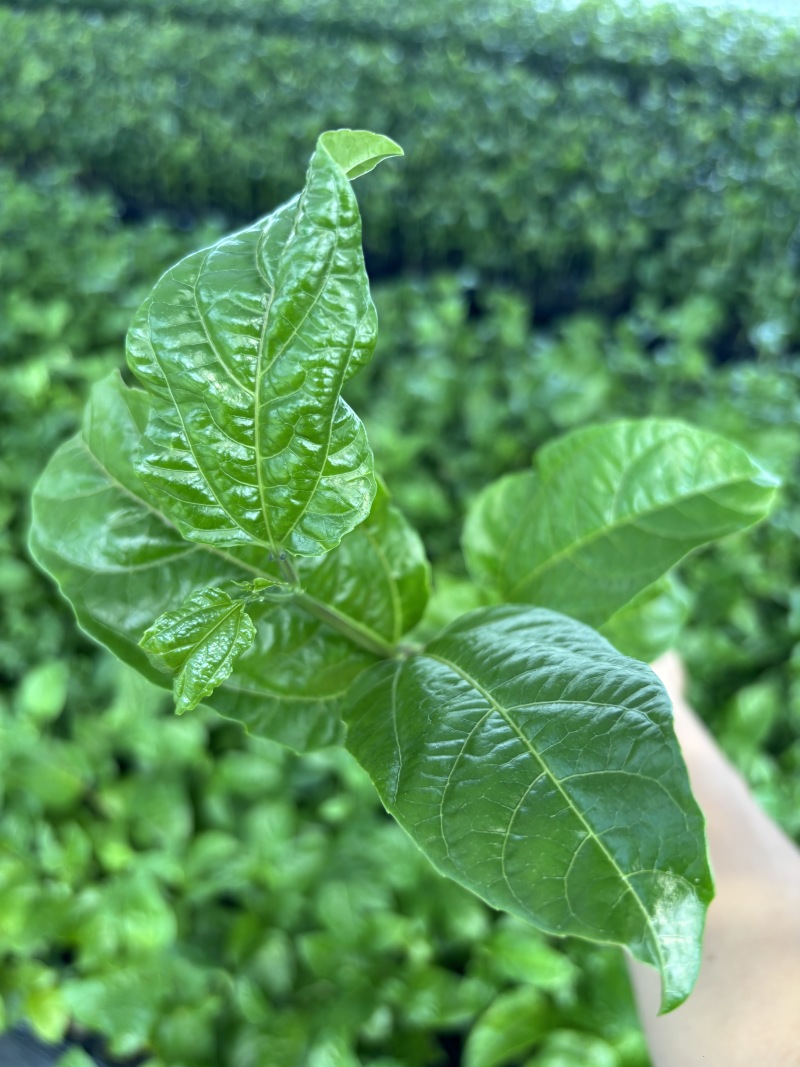 钦蜜九号百香果嫁接苗，基地直销品种纯正！正规苗圃公司保真