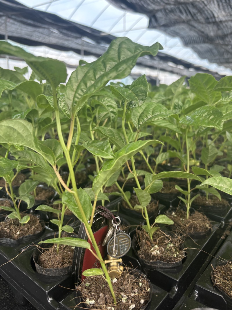 钦蜜九号百香果嫁接苗，基地直销品种纯正！正规苗圃公司保真
