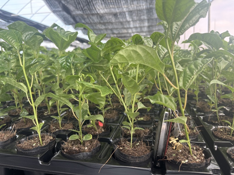 钦蜜九号百香果嫁接苗，基地直销品种纯正！正规苗圃公司保真