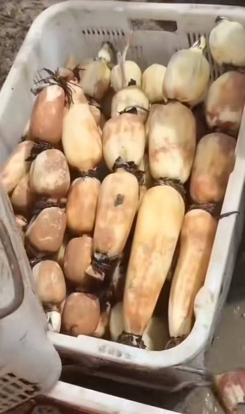汕头沙地莲藕