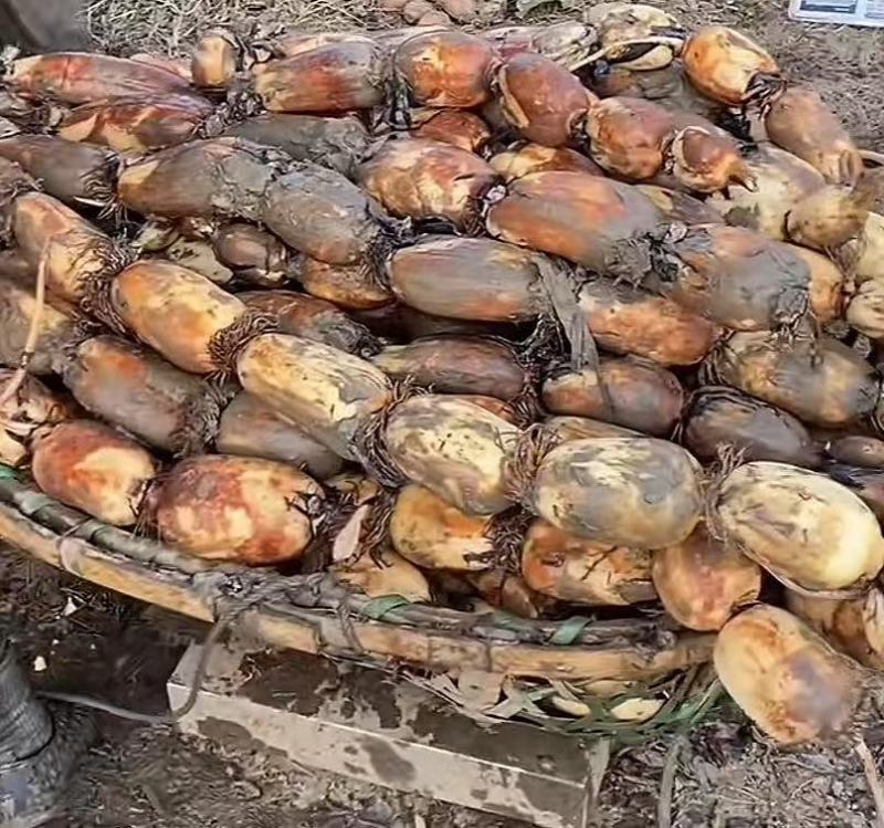 汕头沙地莲藕