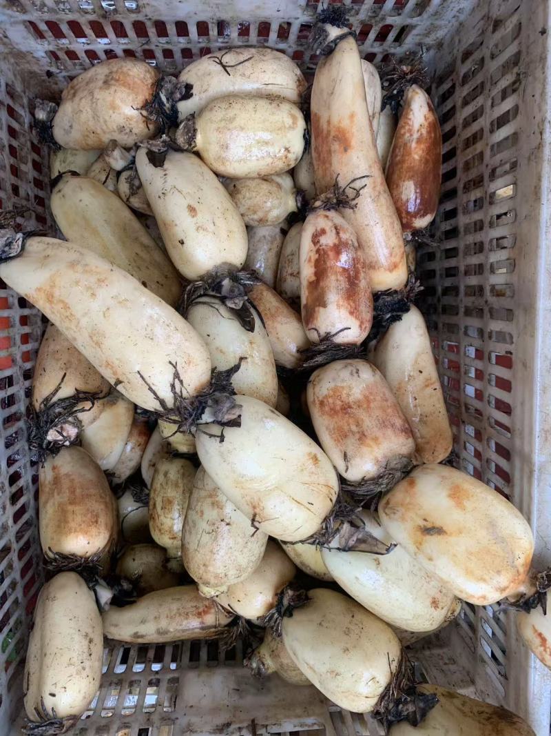 汕头沙地莲藕