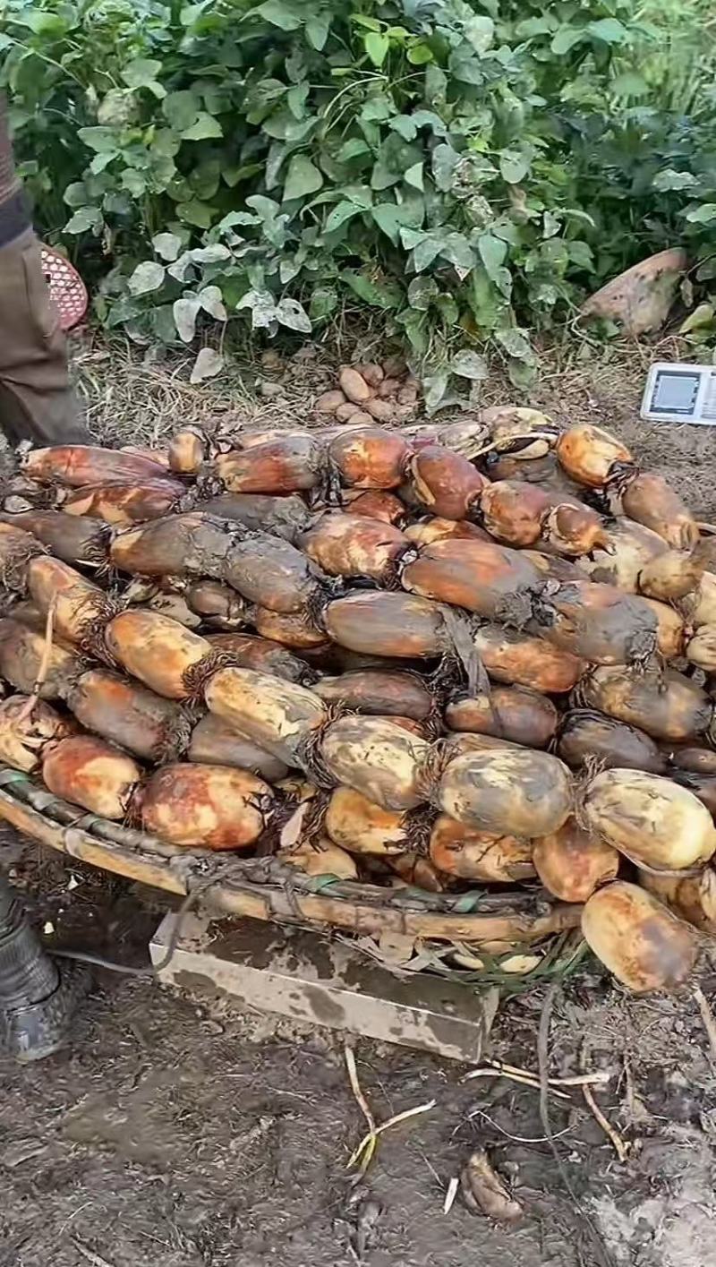 汕头沙地莲藕