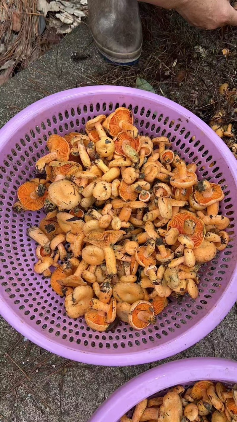 野生菌
