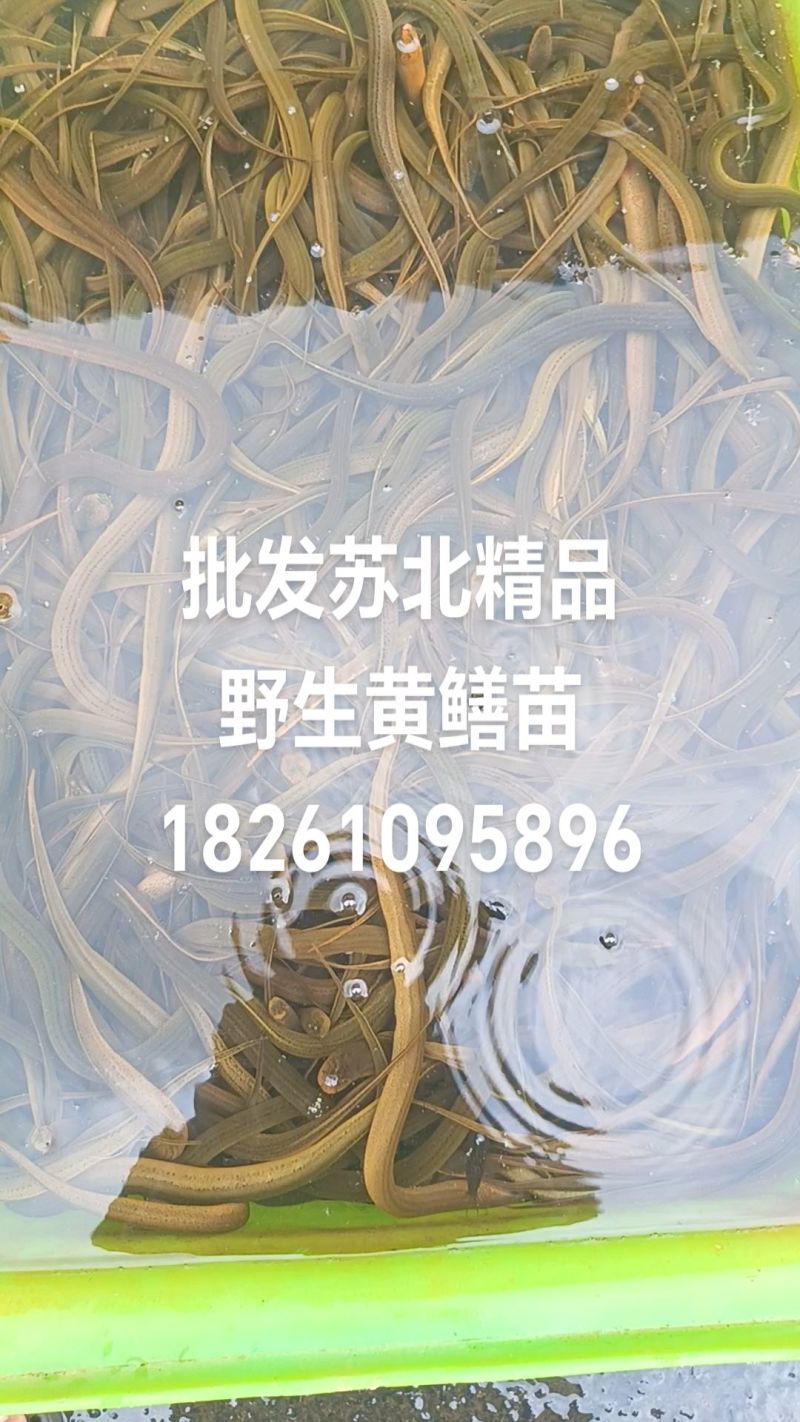苏北野生黄鳝苗，大量供应，专业服务，诚信经营，以质取胜