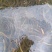 苏北野生黄鳝苗，大量供应，专业服务，诚信经营，以质取胜