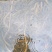 苏北野生黄鳝苗，大量供应，专业服务，诚信经营，以质取胜