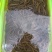 苏北野生黄鳝苗，大量供应，专业服务，诚信经营，以质取胜