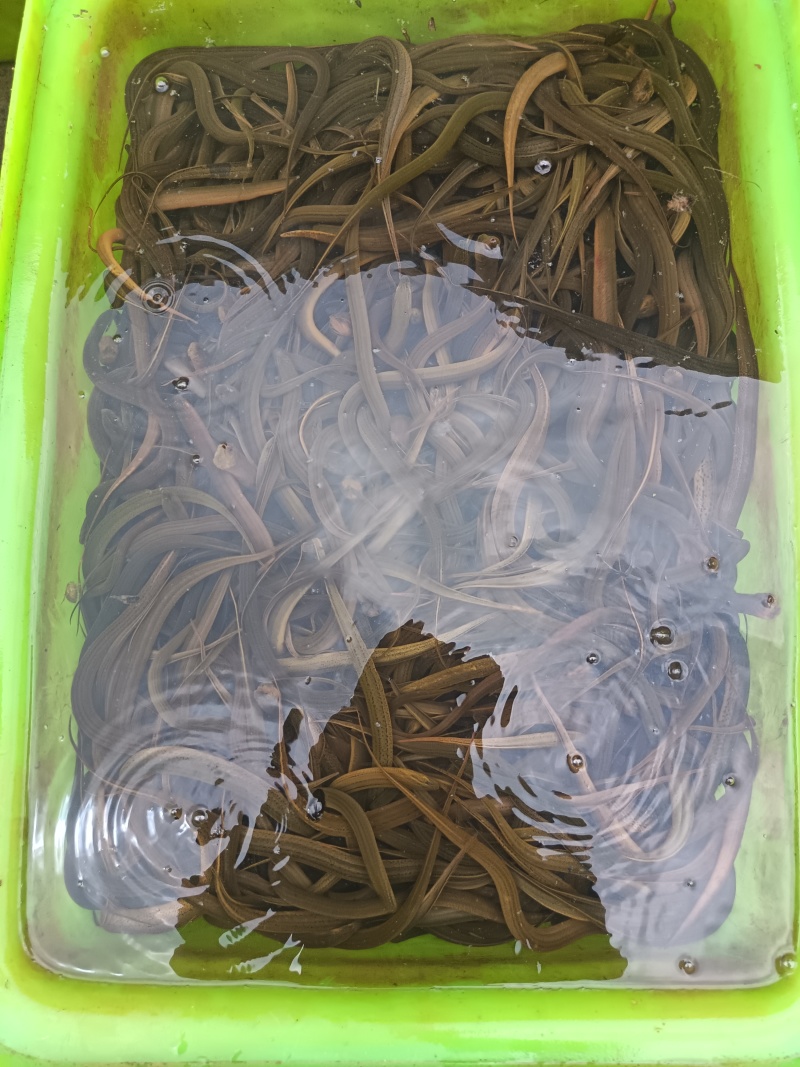 苏北野生黄鳝苗，大量供应，专业服务，诚信经营，以质取胜