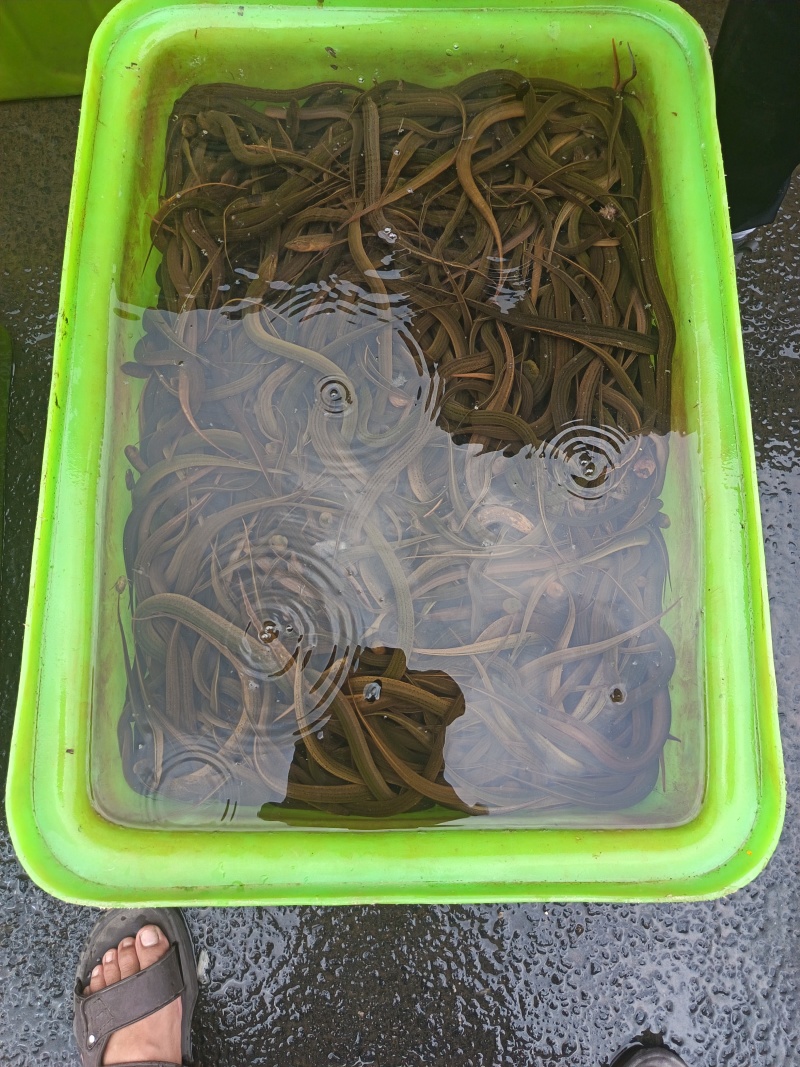苏北野生黄鳝苗，大量供应，专业服务，诚信经营，以质取胜