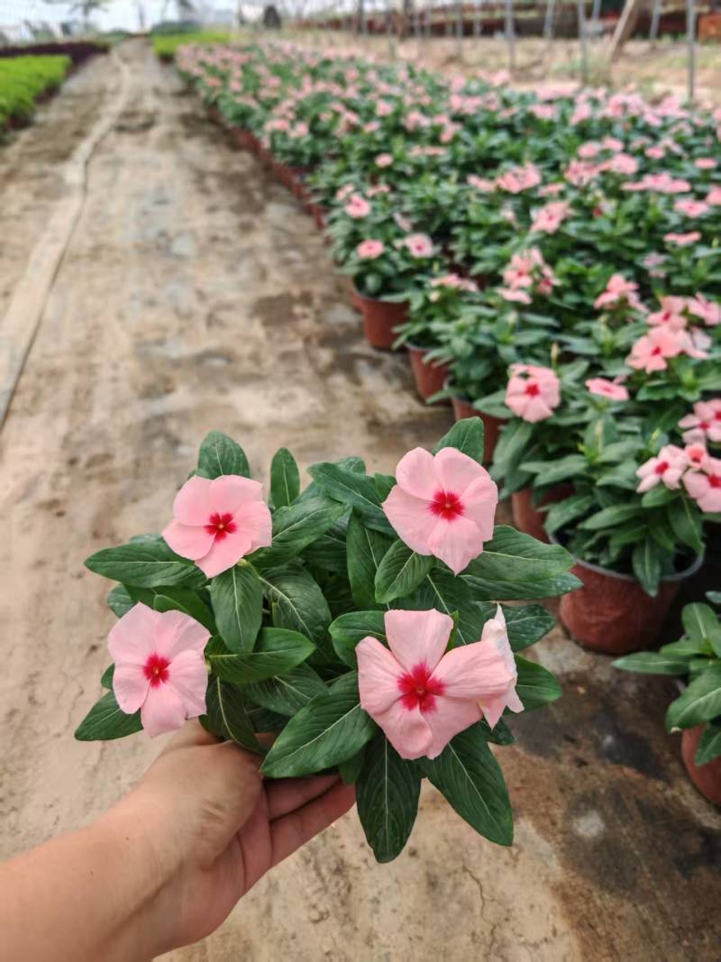 长春花120营养杯长春花