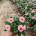 长春花120营养杯长春花