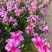长春花120营养杯长春花