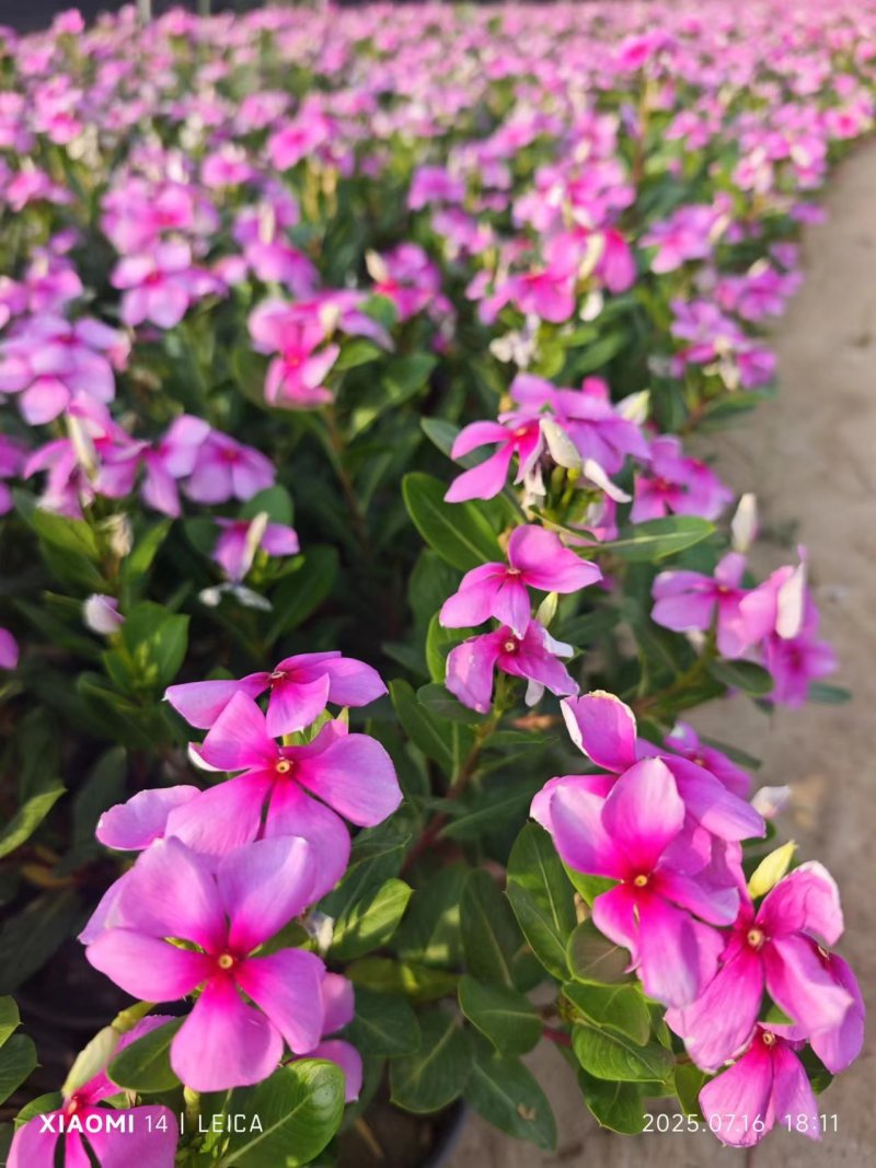 长春花120营养杯长春花