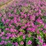 长春花120营养杯长春花