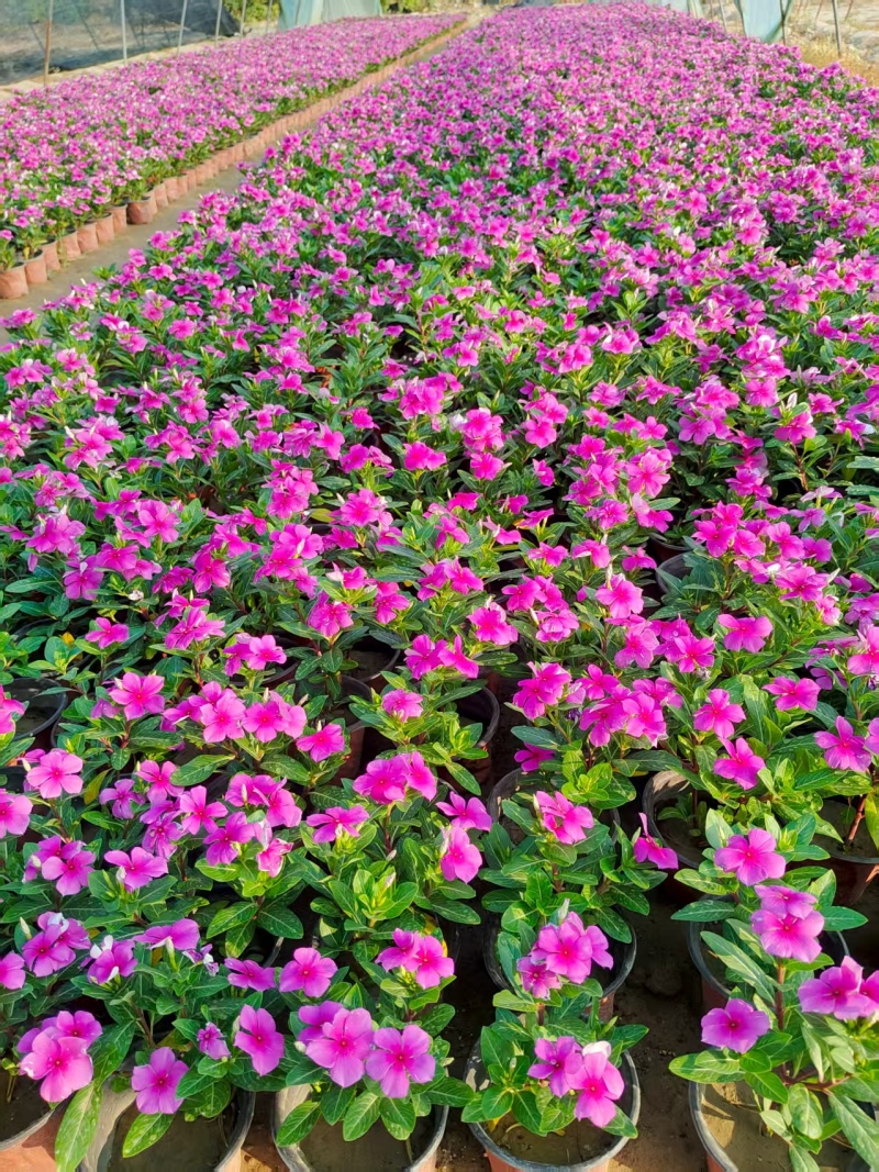 长春花120营养杯长春花