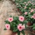 长春花120营养杯长春花