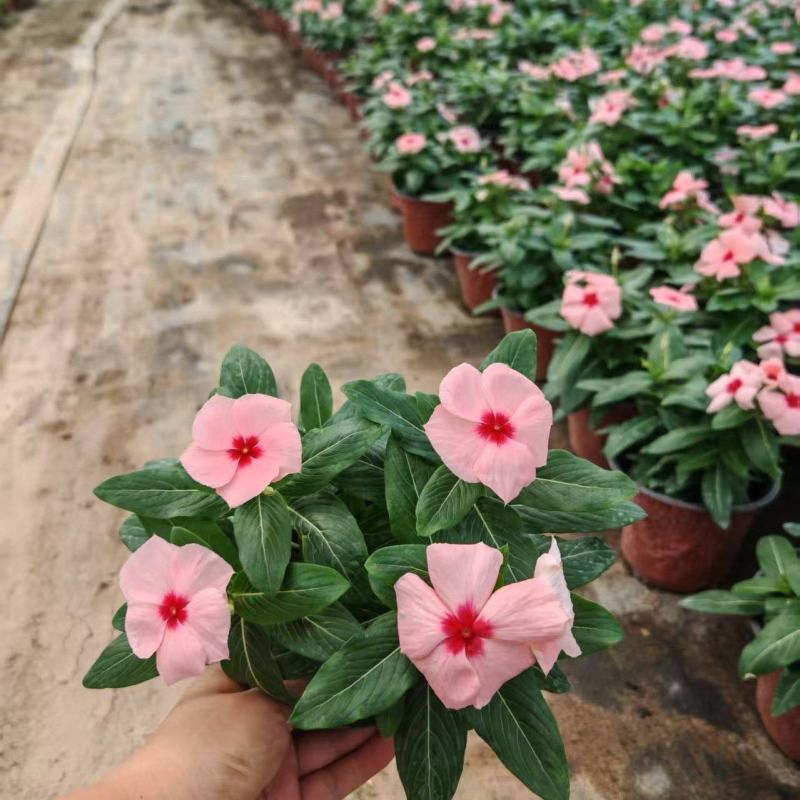 长春花120营养杯长春花