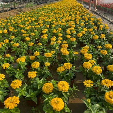 百日草120营养杯百日草