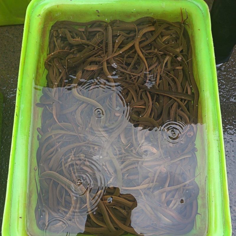 苏北野生黄鳝苗，大量供应，专业服务，诚信经营，以质取胜