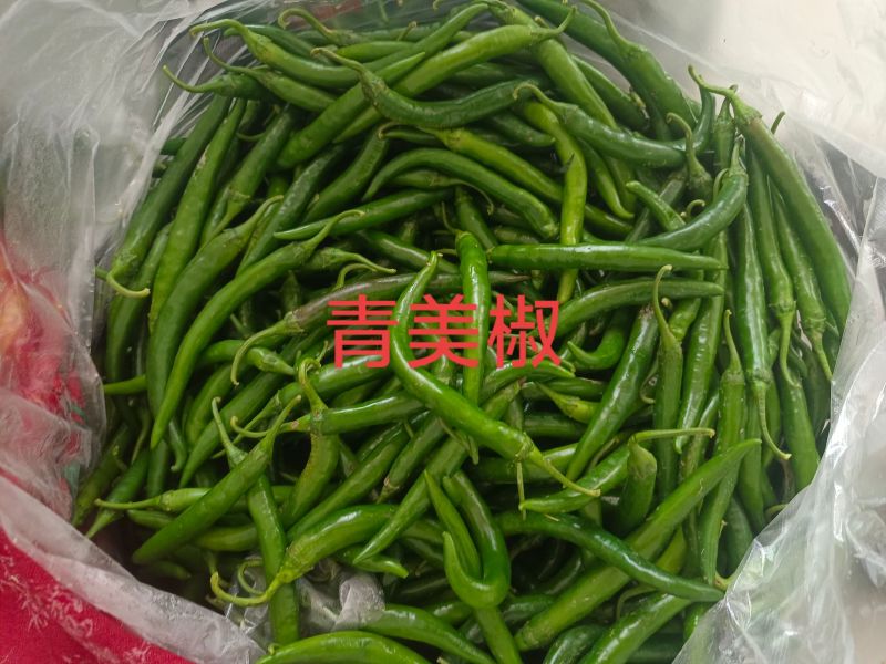 美人椒
