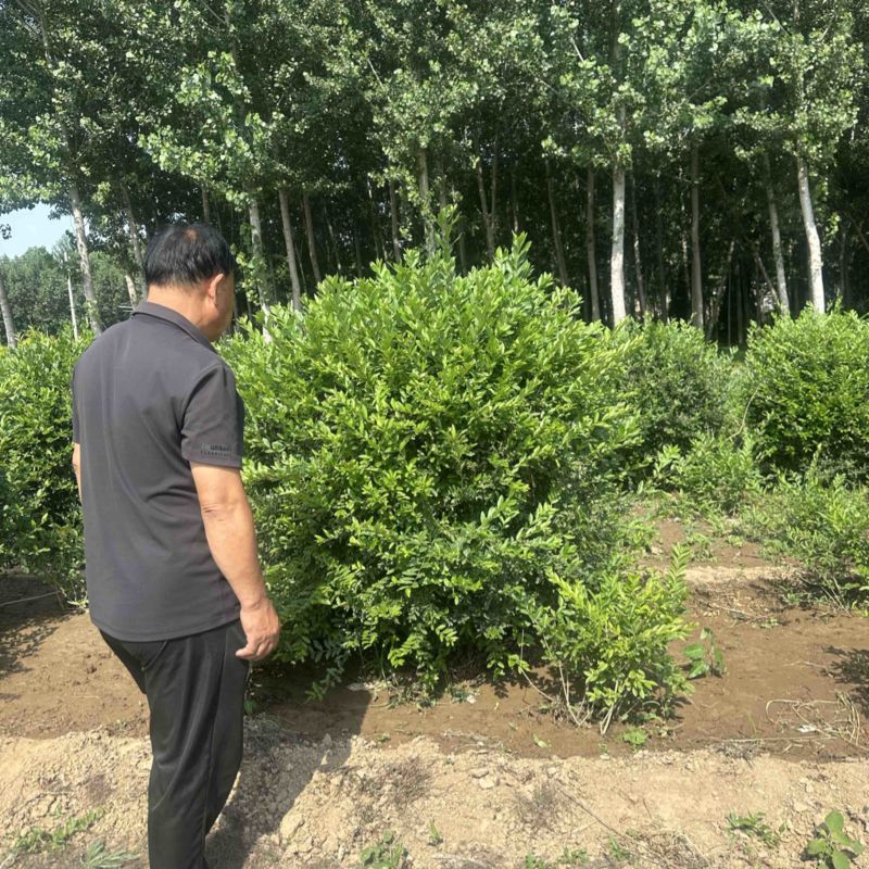 水蜡球绿叶女贞球庭院绿化盆景花卉土球发货
