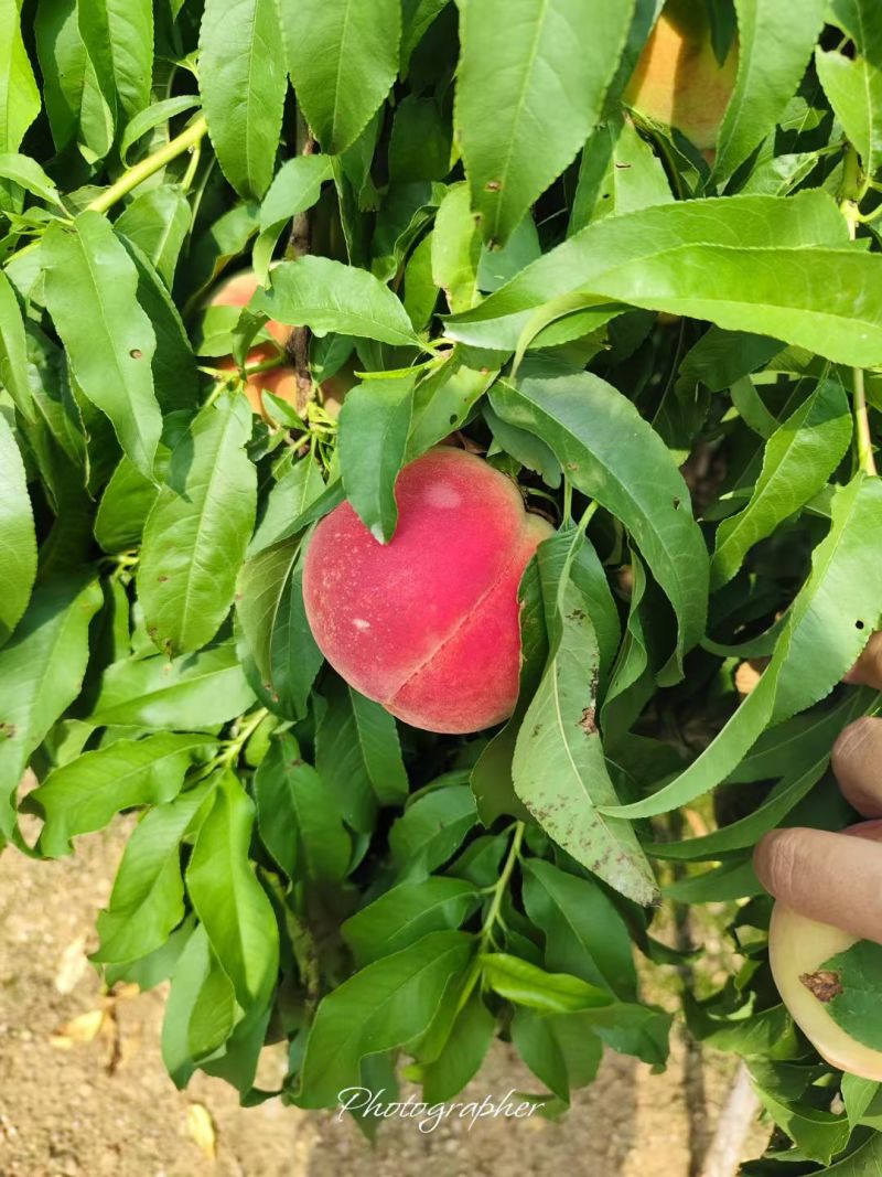青州王坟老蜜桃