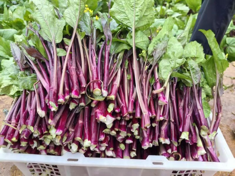 贵州紫菜苔产地一手批发鲜嫩多汁现摘现发价格透明货量大按需