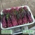 贵州紫菜苔产地一手批发鲜嫩多汁现摘现发价格透明货量大按需