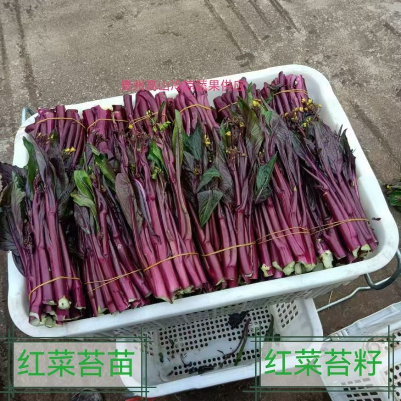 贵州紫菜苔产地一手批发鲜嫩多汁现摘现发价格透明货量大按需