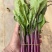 贵州紫菜苔产地一手批发鲜嫩多汁现摘现发价格透明货量大按需