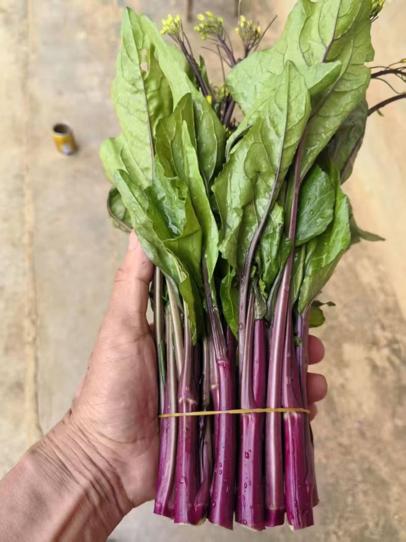 贵州紫菜苔产地一手批发鲜嫩多汁现摘现发价格透明货量大按需