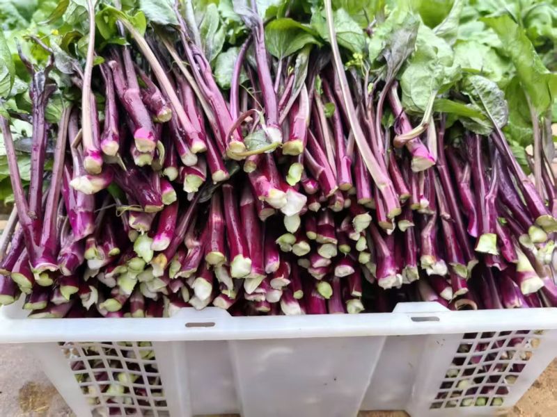 贵州紫菜苔产地一手批发鲜嫩多汁现摘现发价格透明货量大按需