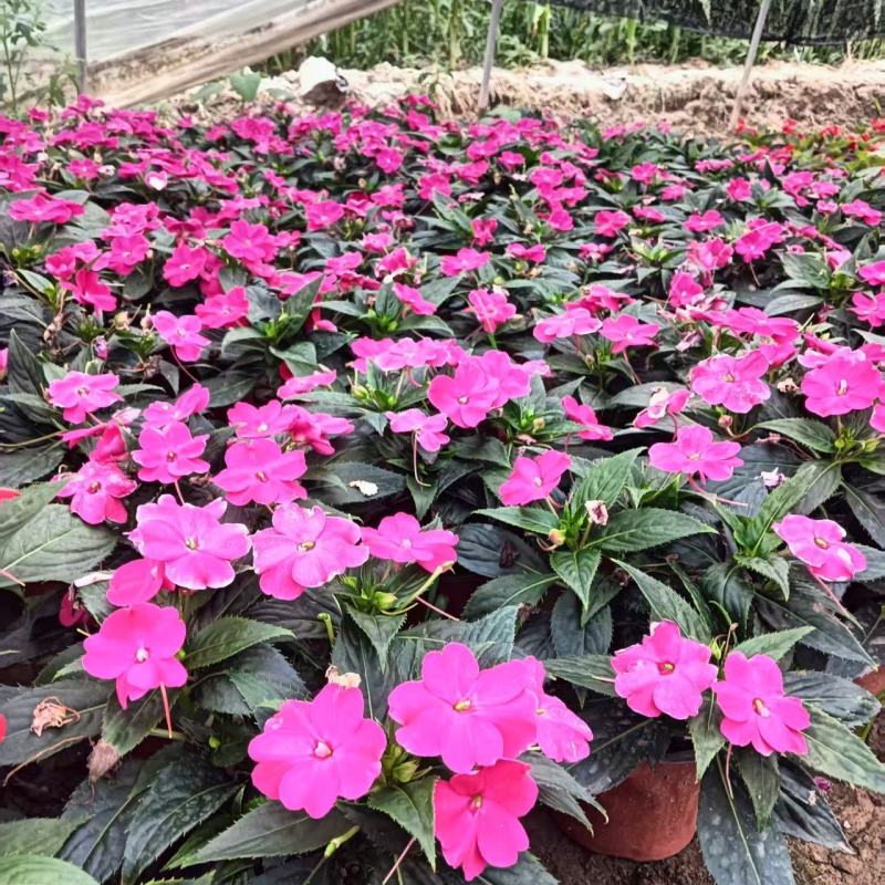 **凤仙花