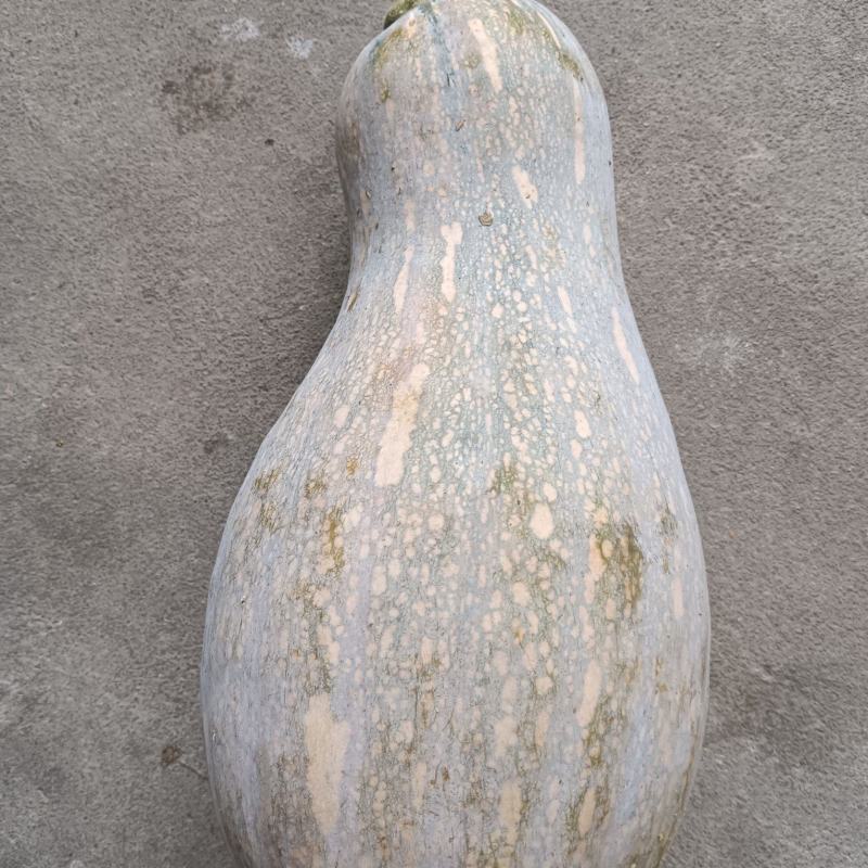 南瓜批发