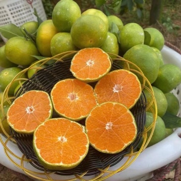 湖北蜜橘一件代发,青皮蜜橘,酸甜可口,皮薄肉厚,对接电商