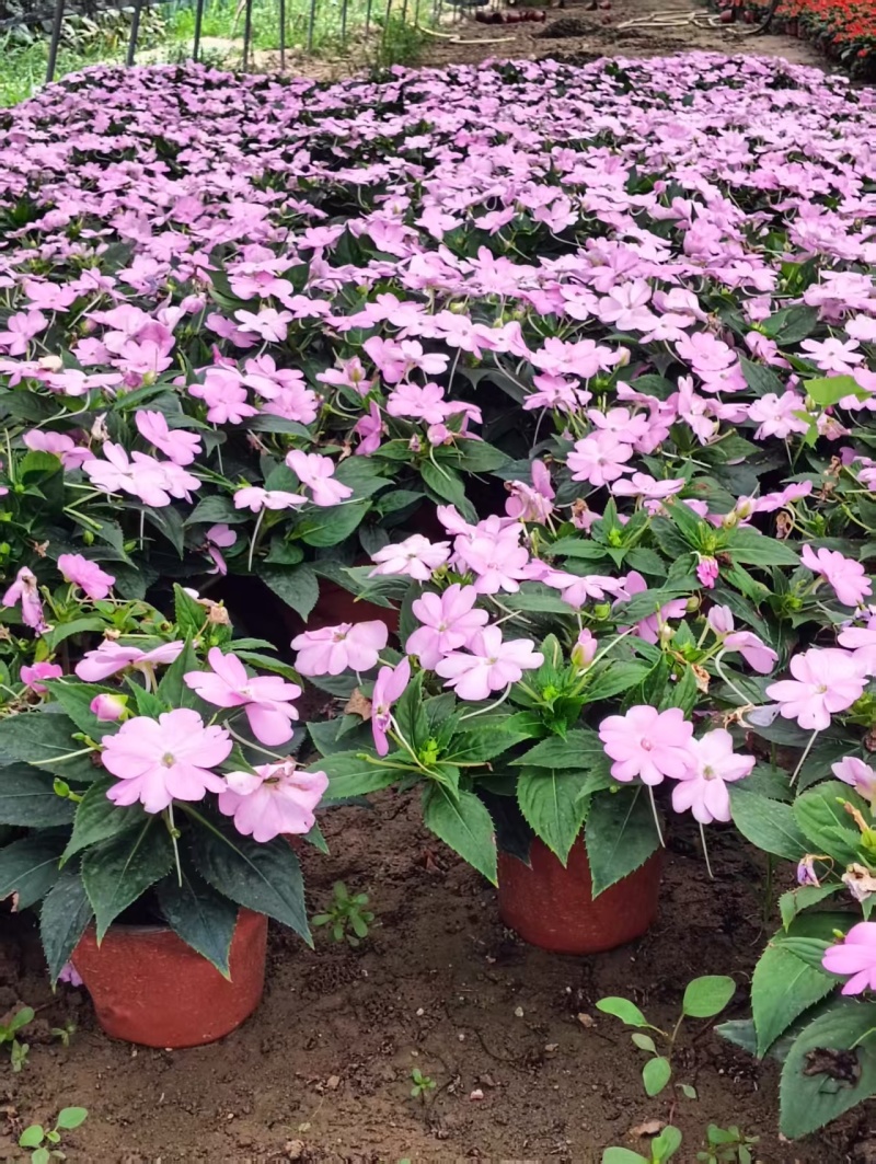 **凤仙花