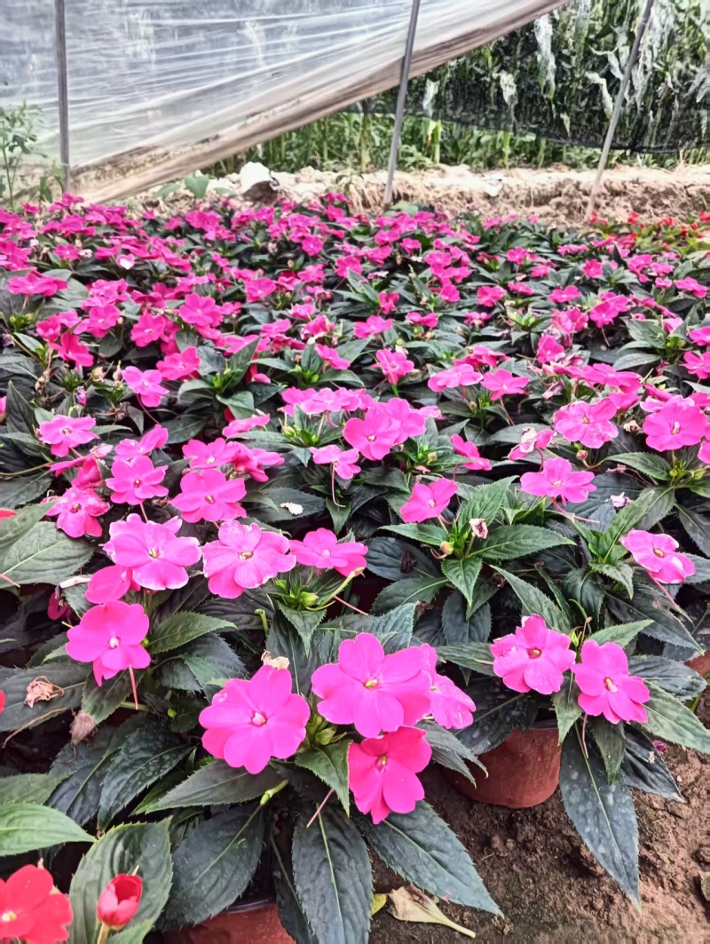 **凤仙花