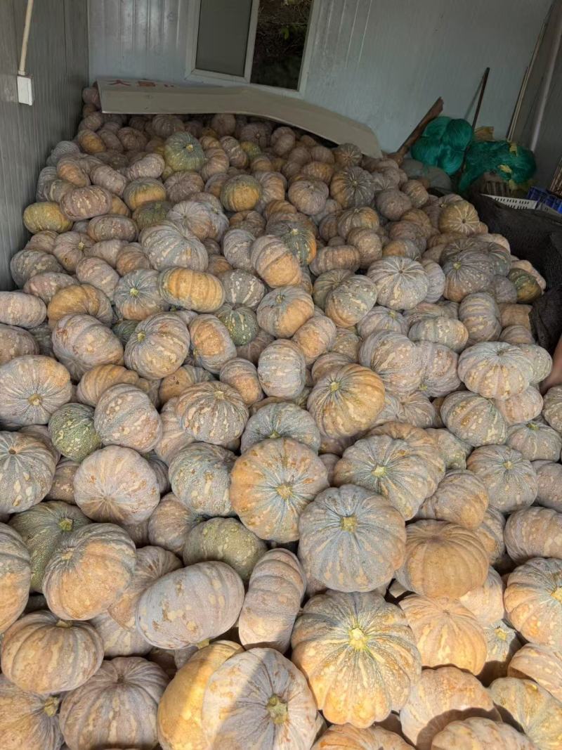 四川南瓜盘龙南瓜，盘龙204新鲜上市粉糯香甜口感好质量优