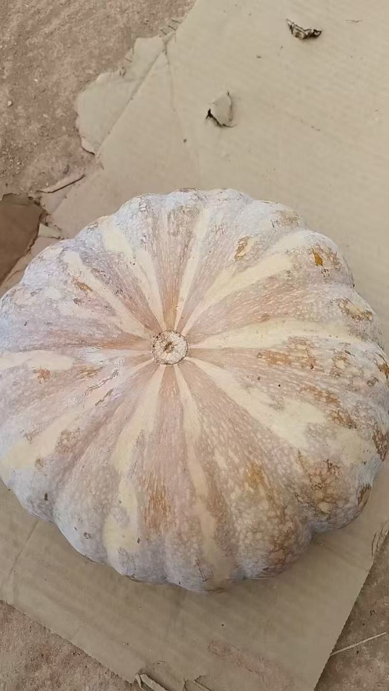 盘龙南瓜，盘龙204南瓜，产地看货论价，基地一手货源。