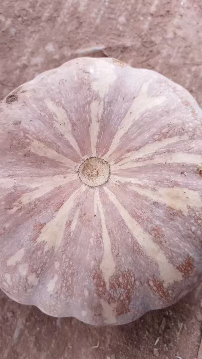 盘龙南瓜，盘龙204南瓜，产地看货论价，基地一手货源。