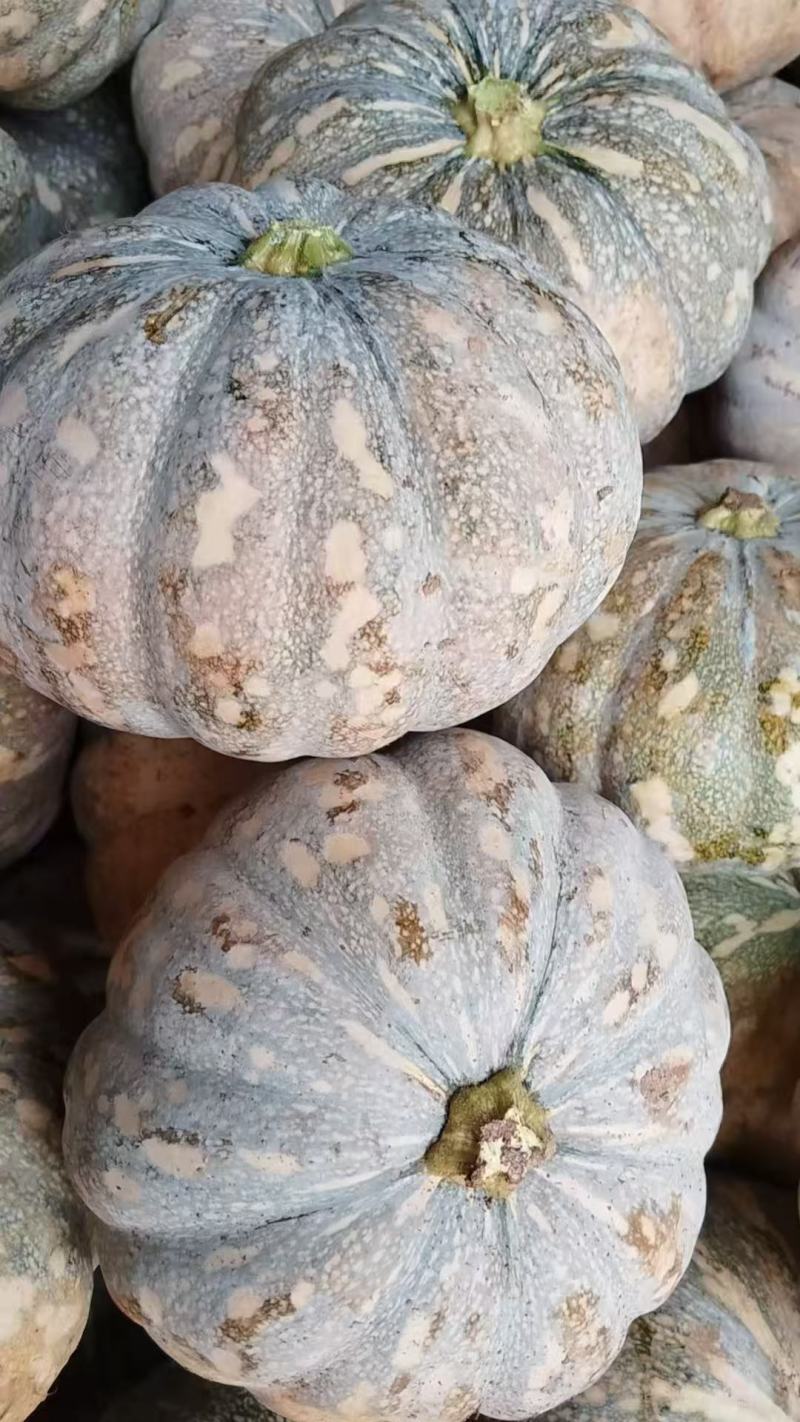 盘龙南瓜，盘龙204南瓜，产地看货论价，基地一手货源。