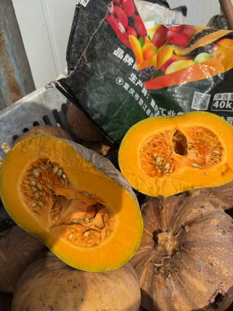 盘龙南瓜，盘龙204南瓜，产地看货论价，基地一手货源。