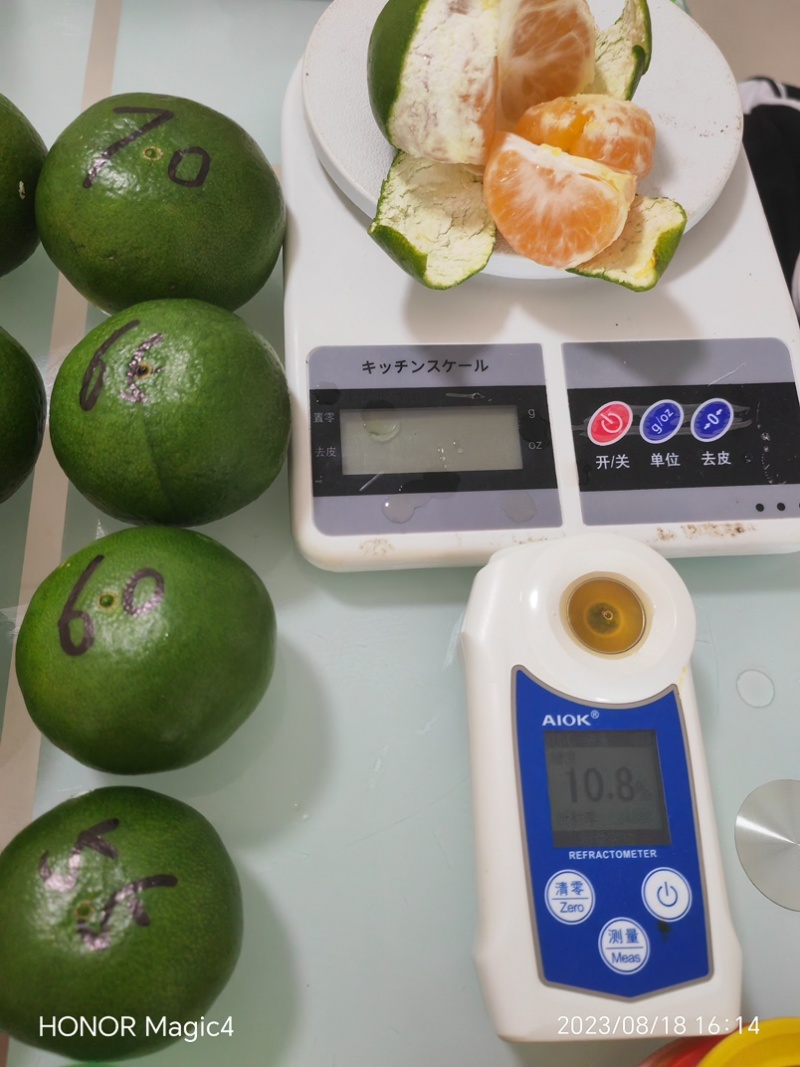 湖北蜜橘一件代发，青皮蜜橘，酸甜可口，皮薄肉厚，对接电商