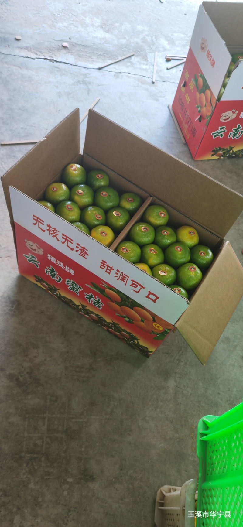 湖北蜜橘一件代发，青皮蜜橘，酸甜可口，皮薄肉厚，对接电商