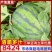 【精选】西瓜四川8424西瓜-产地直发-价格优惠-可视频看货