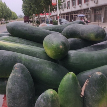 大量供应湖北黄冈青皮冬瓜