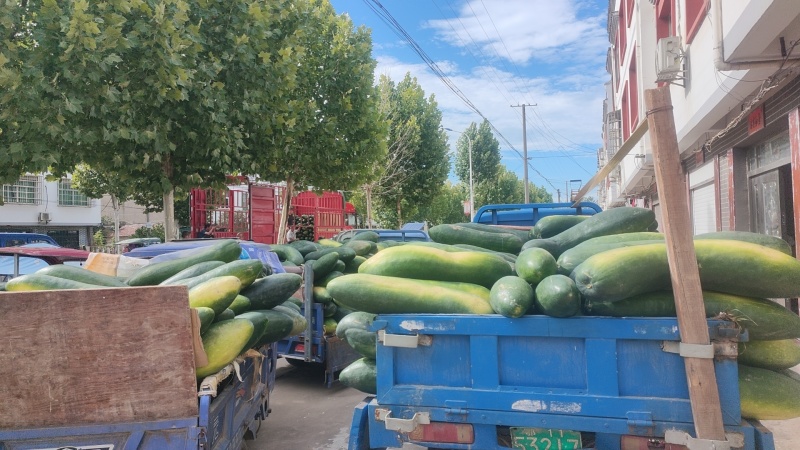 大量供应湖北黄冈青皮冬瓜