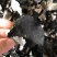 海拔2000米悬崖石耳