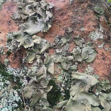 海拔2000米悬崖石耳